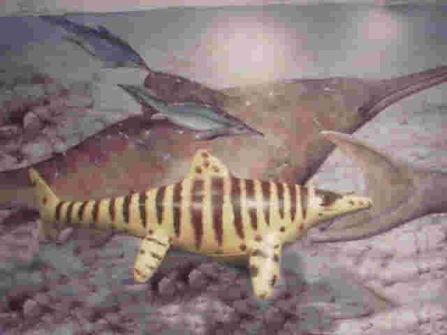 Shonisaurus